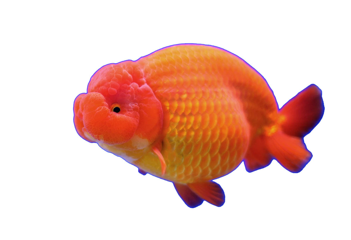 Lionhead Goldfish 5cm