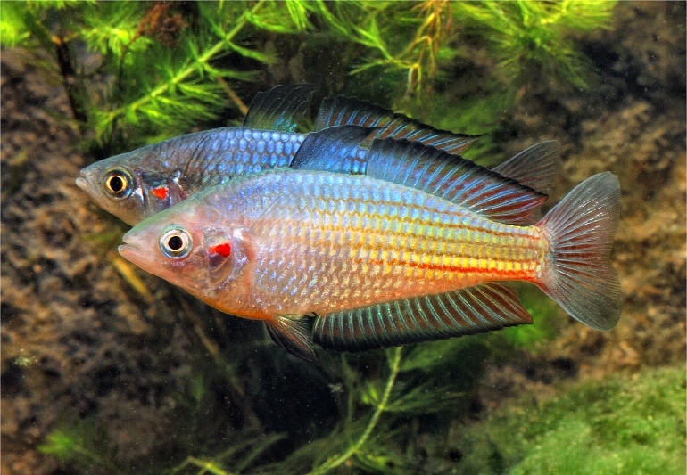 Doublayi Rainbow Kangaroo Creek Australian Native Aquaholics Aquarium Live Fish Shipping