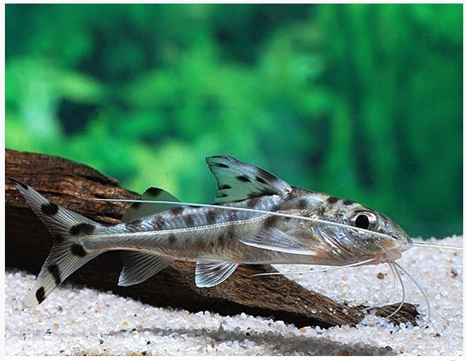 Pictus Catfish - Pimelodus Pictus 5cm
