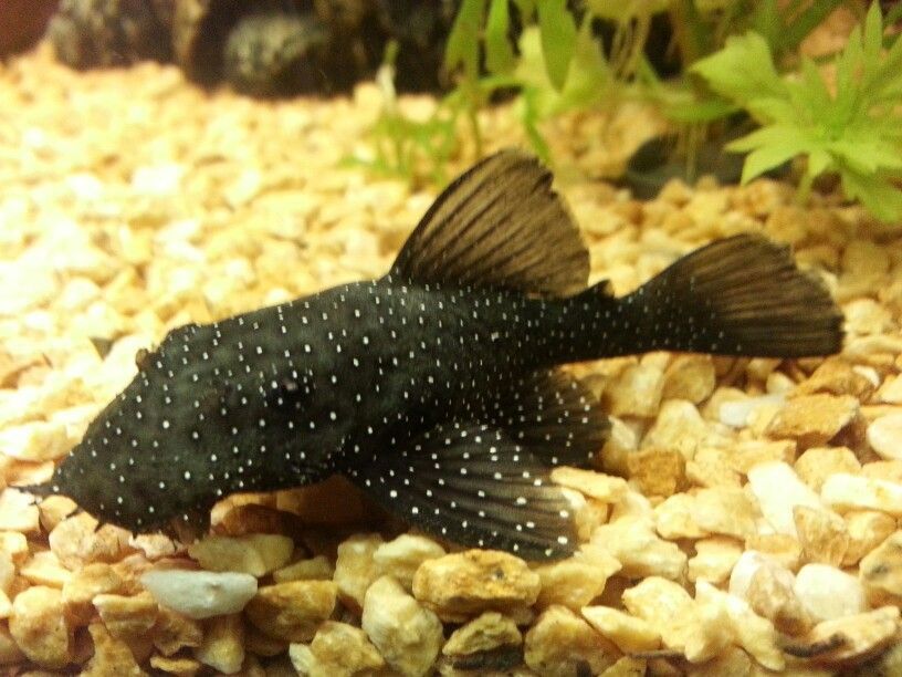 Peppermint Bristlenose Catfish 5cm