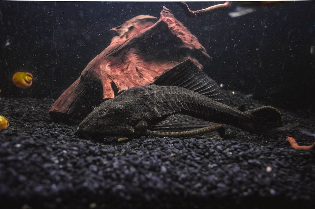 Pleco Catfish - Hypostomus plecostomus 5cm