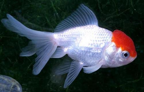 Aquaholics Online Is Your Source For Aquarium Supplies Fish Food