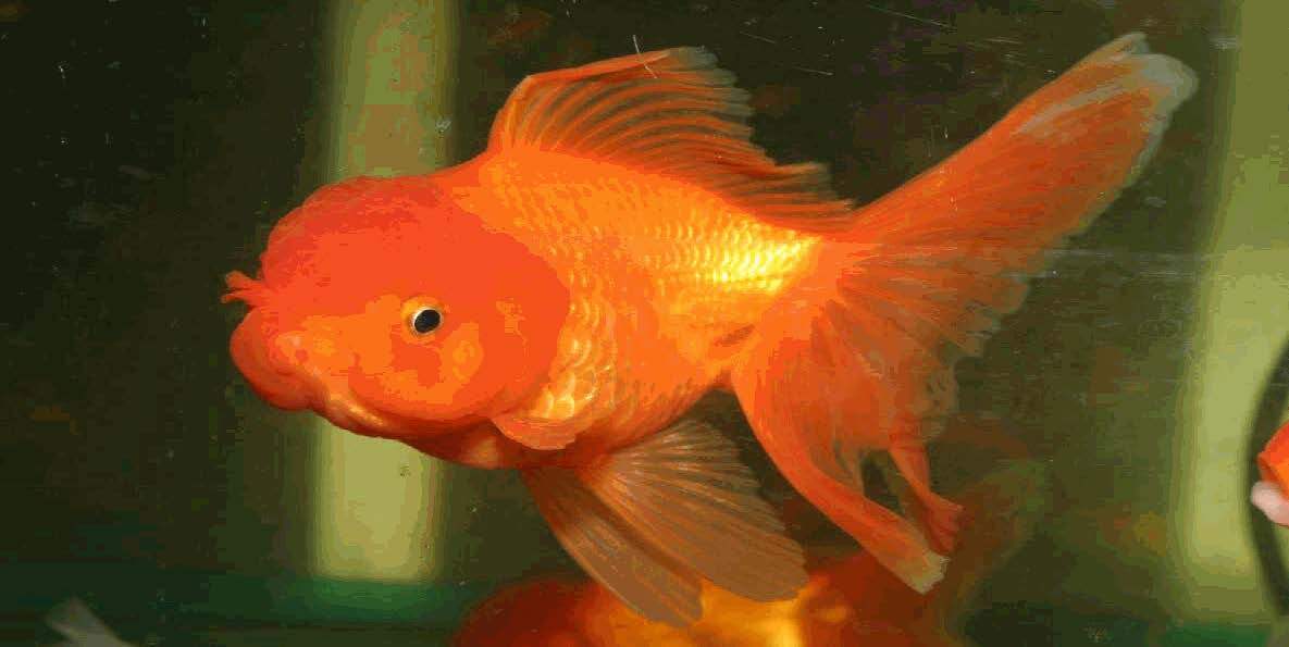 Oranda Red Goldfish 9cm