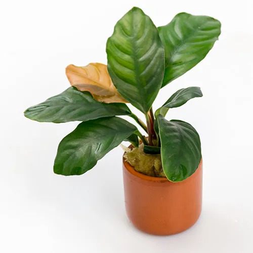 Pisces Anubias Small Assorted in Terracotta Pot 5 Pack