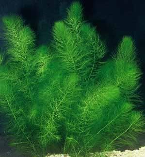 Foxtail Hornwort Live Aquarium Plant 5 Pack