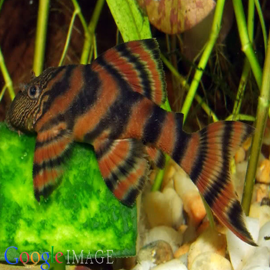 L397 Tiger Pleco Catfish - Panaqolus Panaque Sp 3cm