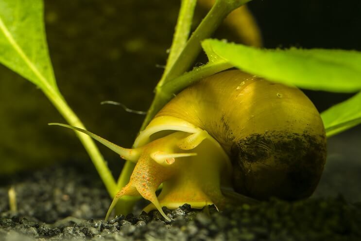 Small Gold Mystery Snail