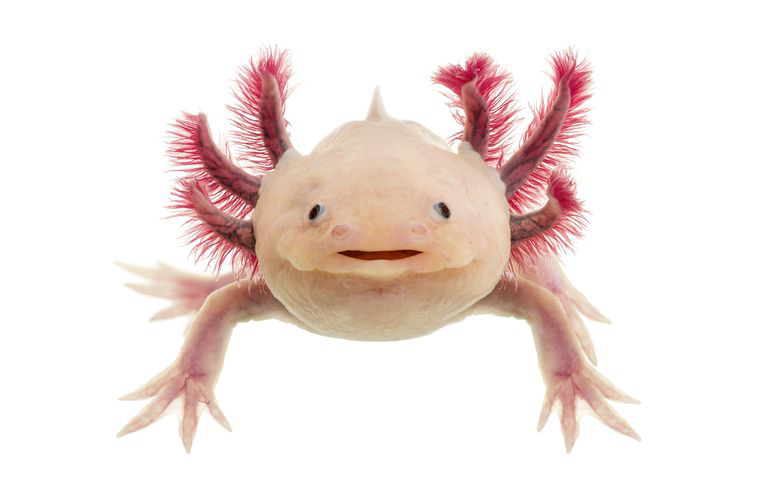 Tropical' Axolotl Tropical 250ml, Nutrition axolotl