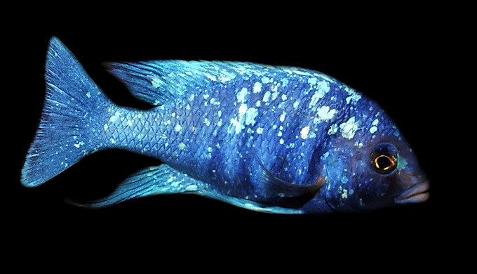 Placidochromis Tanzania Mirrorball Cichlid "Star Saphire" 14-15cm