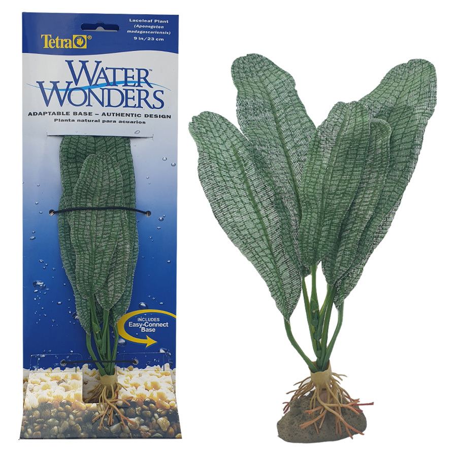 Tetra Silk Plant Laceleaf Plant Water Wonders 23cm