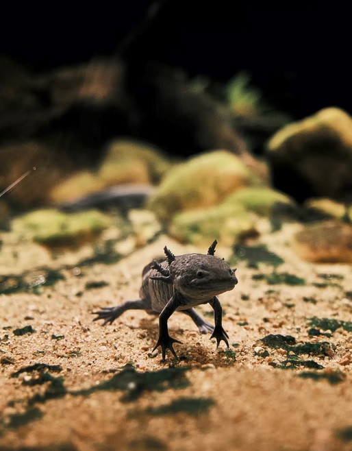 Axolotl. Axolotl Care, Tanks, Habitat, Diet, Buying, Life Span