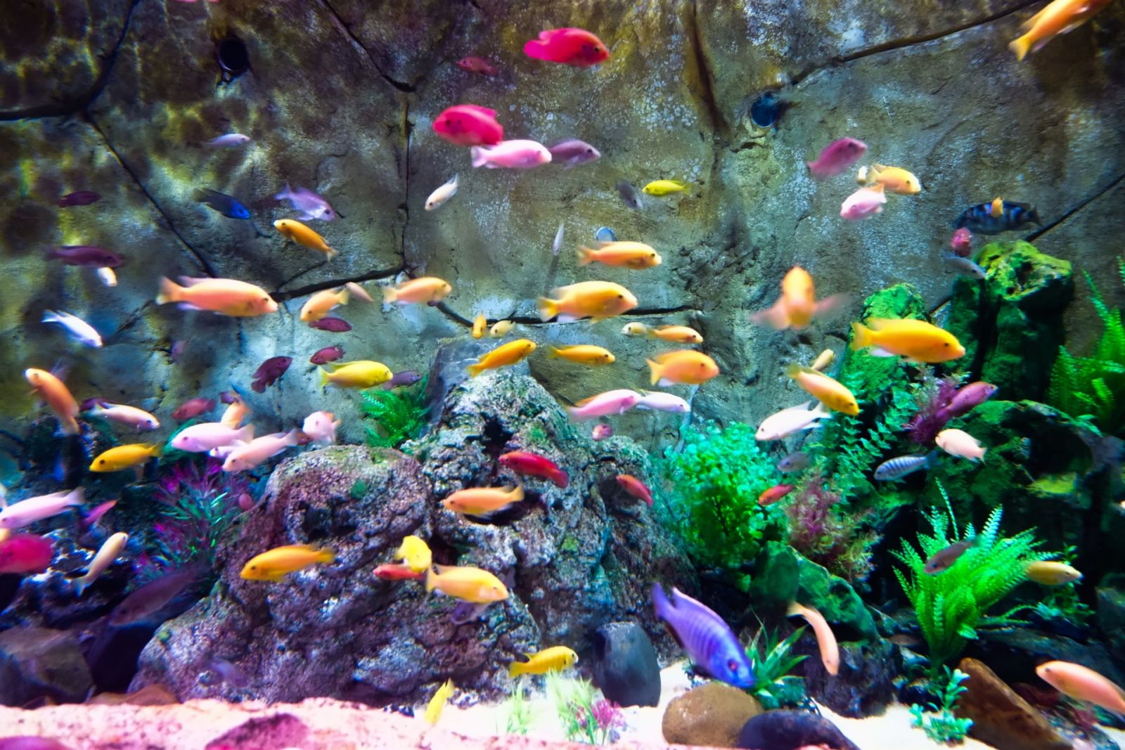 buy freshwater fish online