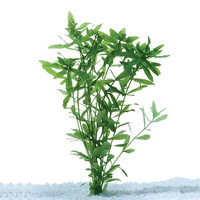 hygrophila Aquarium Live Plant
