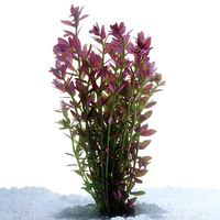 Pink Ivy Aquarium Live Plant