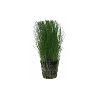  Dwarf Hairgrass 5cm Pot Aquascaping