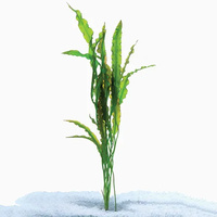 Pisces Aponogeton Crispus Live Plant
