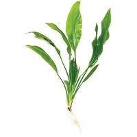 Pisces Bleheri Sword Small Live Plant