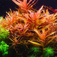 Ammania Senegalensis- Tissue Culture - Live Aquarium Plant  Fish Tank