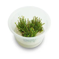 Rotala Macrandra Pearl Tissue Culture Live Plant