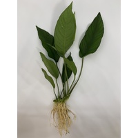 Pisces Anubias Emerald Heart 10-20cm