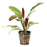 Pisces Emersed Swords 5cm Pots