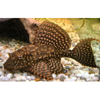 Goldspot Pleco Catfish 20-25cm+ - Pterygoplichthys Joselimaianus Plecostamus