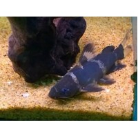 Catfish – Bumblebee Catfish (Pseudomystus siamensis) 7-10cm