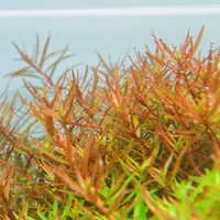 Rotala rotundifolia 'H'Ra' – Potted Live Aquarium Plant