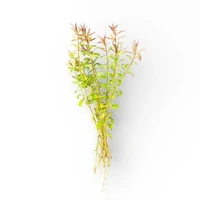 Ludwigia brevipes Live Aquarium Plant