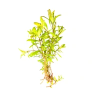 Ludwigia inclinata 'Cuba' Live Aquarium Plant