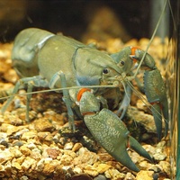 Yabby Crayfish 4-7cm