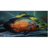 Red Oscar Cichlid - Astronotus Ocellatus 20-25cm