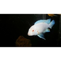 Snow White Cichlid - Albino Labidochromis 4cm