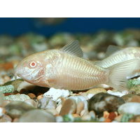 Albino Corydoras Brood Stock 6cm