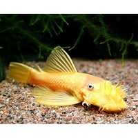 Albino Bristlenose Catfish - Ancistrus Albino 7-9cm