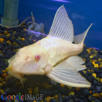 Medium Albino Sailfin Pleco Catfish - Pterygoplichthys Gibbiceps Plecostamus 6cm