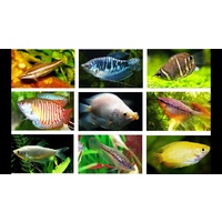 Assorted Gouramies 7cm