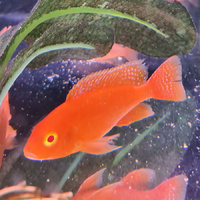 Fire Red Albino Peacock Cichlid