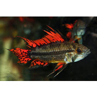 Apistogramma Cacatuoides Double Red 3-4cm