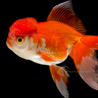 Oranda Red Goldfish 7cm 