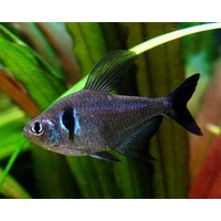 Black Phantom Tetra -Megalamphodus megalopterus 4cm