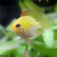 Balloon Ramirezi Gold Ram 3-4cm