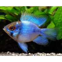 Balloon Ramirezi Electric Blue Ram 3-4cm