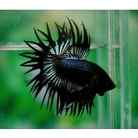 Siamese Black Orchard Fighting Fish Betta 5cm