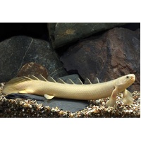 Senegal Bichir (Polypterus Senegalus) 12cm (Preorder Available)