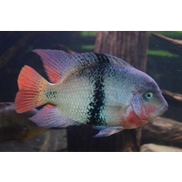 Black Belt cichlid  Vieja maculicauda 10cm