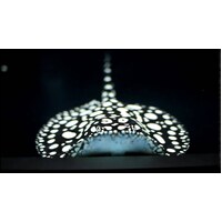 Black Diamond Stingray Male Female Pair 15-17cm