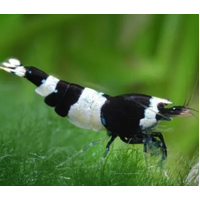 Black Rose Cherry Shrimp