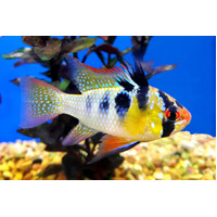 Mikrogeophagus Ramirezi Blue Ram 3.5cm