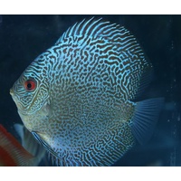 Discus Blue Snake Skin 12cm